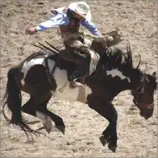Rodeo bronc rider